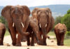 Слоны пришли попить воды из бассейна на курорте (видео)