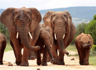 Слоны пришли попить воды из бассейна на курорте (видео)