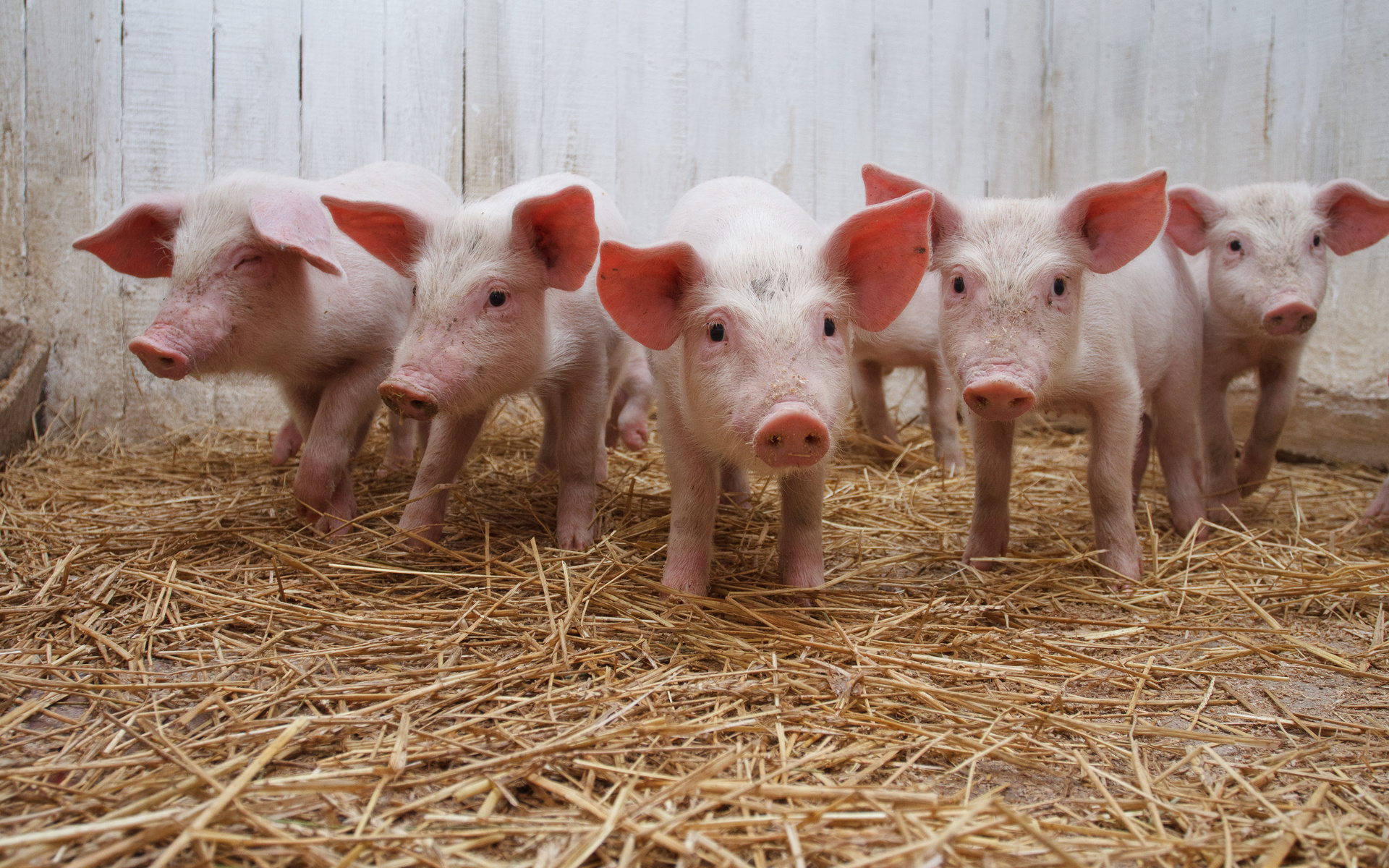 Три свиньи ворвались в супермаркет и выпили коньяк, закусили зеленью и овощами (видео)