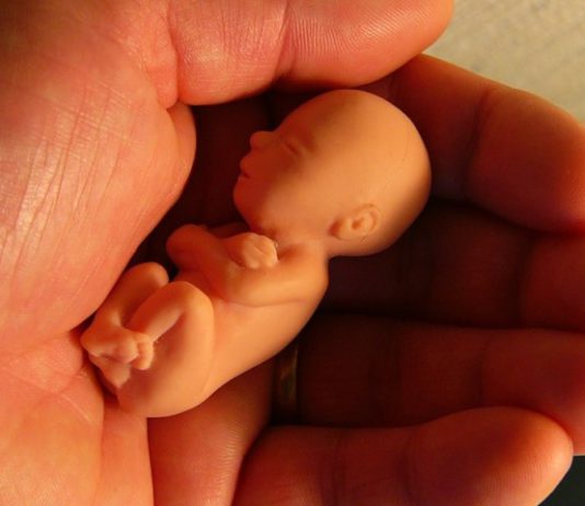 В Нью-Йорке рекламируют «дизайнерских детей»: стартап Nucleus предлагает выбирать эмбрион по генетике