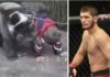 Фанаты вспомнили видео, где девятилетний Хабиб вступил в схватку с медведем