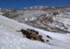 На Иссык-Куле из-за снегопада погибла отара овец