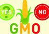 Уровень ГМО в американских продуктах превысил норму в 30 раз — Минздрав Казахстана