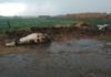 На ферме в Татарстане от удара током погибло 57 коров