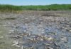 В Жамбылской области в реке Талас умирает рыба