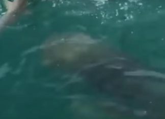 Очевидцы в США сняли, как гигантская рыба съела акулу (видео)