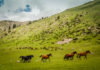 В урочище  Сусамыр пройдет V Республиканский слет животноводов Кыргызстана