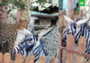 В каирском зоопарке ослов перекрасили в зебр