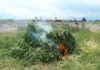 В Чуйской области сожгли 11 тонн дикорастущей конопли