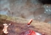 Кусок рубленного мяса дергался на прилавке на глазах покупателей (видео)