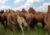 Сельчане «распяли» скотокрада в Жамбылской области (видео)