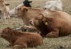 В Кыргызстане в третьем квартале искусственно осеменили 69281 корову