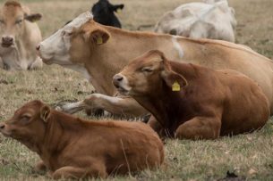 Ученые предложили кормить коров водорослями. Это сократит выбросы метана