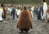 Самая большая в мире колония королевских пингвинов больше не самая большая