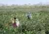 Взрослые не идут на сбор урожая. В Бишкеке обсуждают искоренение детского труда путем анализа производственно-сбытовых цепочек