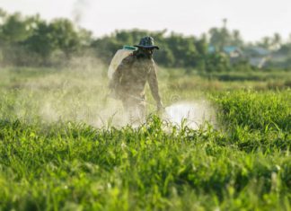 Международным скандалом грозит применение китайскими агрономами в Казахстане пестицидов