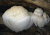 Неизвестный прежде вид грибов способен поедать пластик