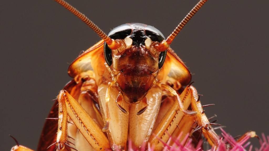 Ученые выяснили, как тараканы расселились по всему миру