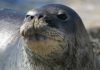 Причиной гибели тюленей на Каспии назвали пневмонию из-за загрязнения воды