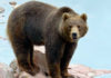 Медведь искупался в джакузи на глазах у туристов (видео)