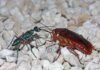 Тараканы разработали специальную боевую систему, которая помогает им отбиться от паразитов