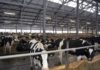 Абылгазиев посетил агропромышленный холдинг «Агрокомбинат «Дзержинский» в Минске
