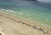 Почти 150 черных дельфинов выбросились на берег Новой Зеландии