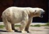Чукотское село окружили  20 белых медведей