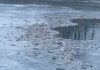 Массовая гибель рыбы в Атырау: вода признана безопасной для населения
