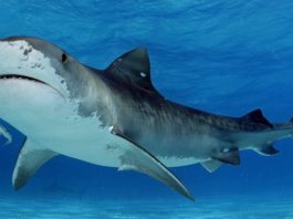 Нерожденные акулы поедают своих братьев в утробе матери