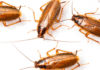 Китай выращивает армию тараканов для разрешения мусорного кризиса