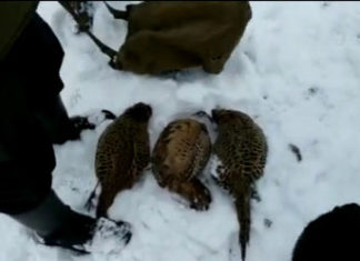 В Чуйской области нашли мужчину, незаконно отстрелившего фазанов