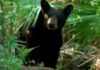 Медведь спас потерявшегося в мороз в лесу ребенка