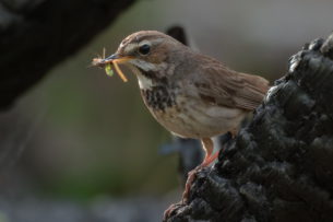 Птицы тоже врут: оказалось, что распространение фейков характерно не только для людей Птицы тоже врут: оказалось, что распространение фейков характерно не только для людей