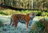 В зоопарке тигр попытался напасть на ребенка