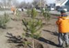 В Бишкеке высадили хвойные деревья