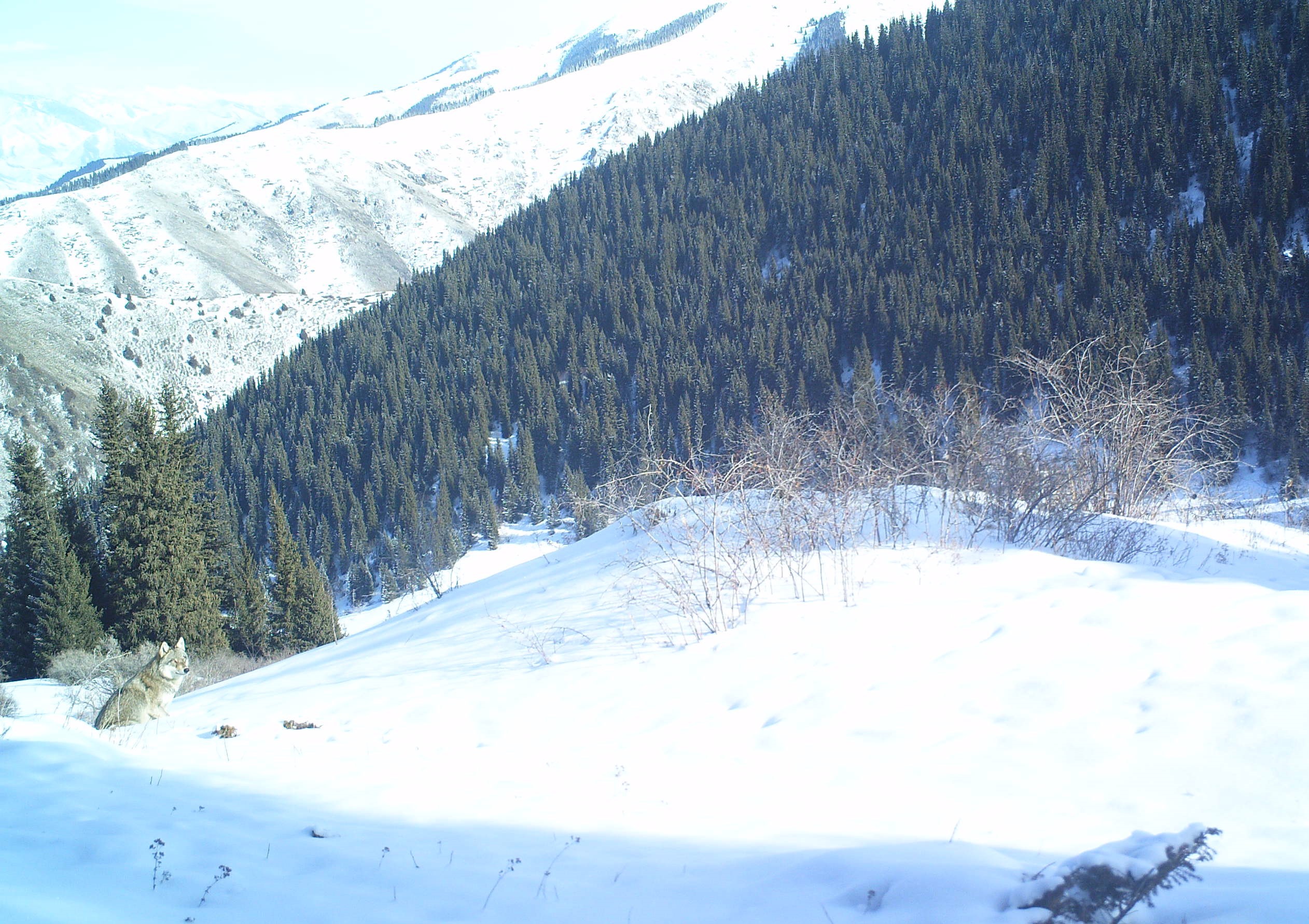 Погода каракол на 10 дней. Чон Кемин парк. Природный парк Алатай. Природный парк Алатай в Кыргызстане. Природный парк Каракол.