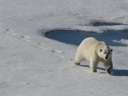 Шокирующее видео: Белый медведь догнал и съел медвежонка. Каннибализм среди животных усиливается