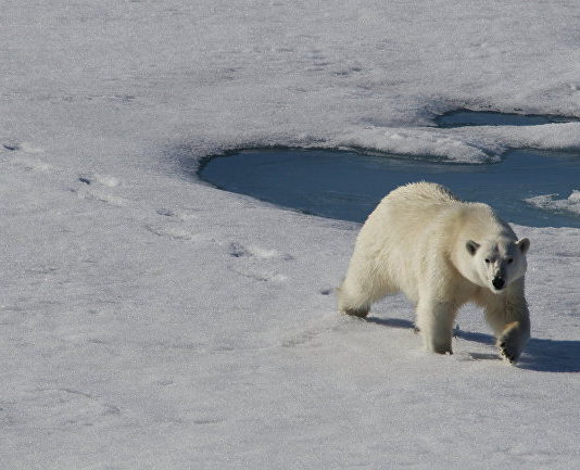The Guardian: нашествие белых медведей, пчелогеддон… Мы сами виноваты!