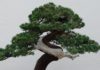 В Японии украли 400-летнее дерево. Хозяева попросили воров поливать его