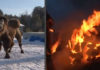 Прокуратура заинтересовалась сожжением верблюдов байкальскими шаманами. Скандал разразился на всю Россию