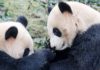 Зоологи китайского заповедника напомнили об опасности панд