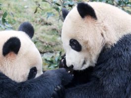 Коронавирус совершил «чудо» с пандами в Гонконге