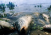 Реку Урал в Казахстане очищают от мертвой рыбы