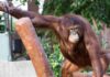В Индонезии орангутан выжил после 74 пулевых ранений