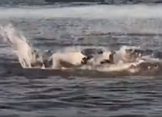 Битва морского льва и леопардовой акулы попала на видео