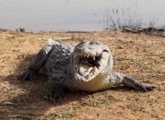 В США 80-летний пенсионер вступил в схватку с крокодилом (видео)
