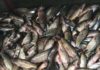 Теперь и в Алматинской области погибло несколько тонн рыбы