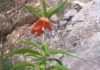 В Баткене на две недели расцвел уникальный цветок Айгуль