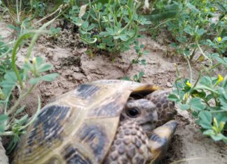 На юге Таджикистана «эвакуируют» черепах